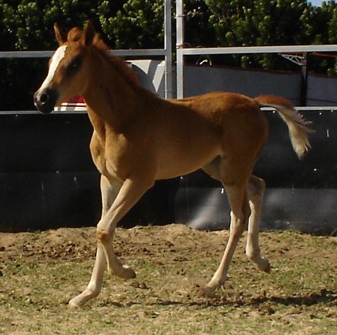 Reg Partbred Arab Filly